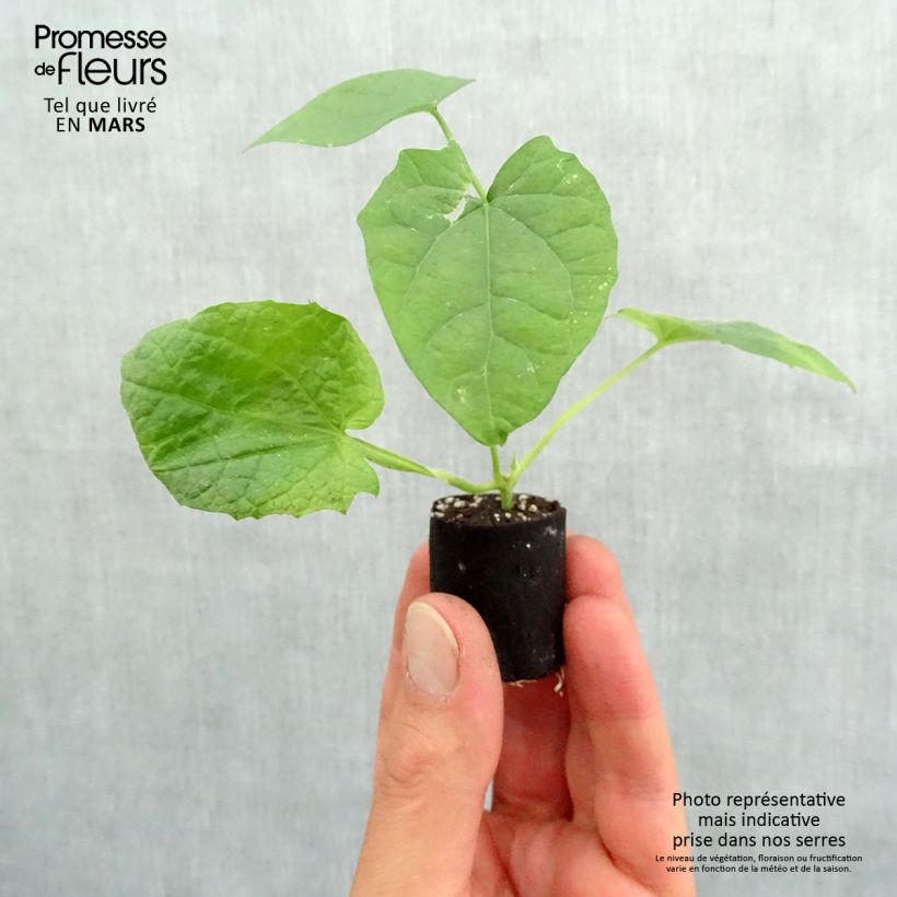 Example of Susanna dagli occhi neri arancione - Thunbergia alata mini zolla... as you get in printemps