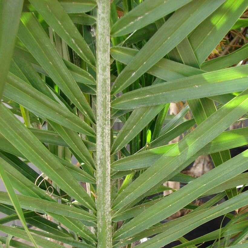 Syagrus romanzoffiana - Palma regina (Foliage)