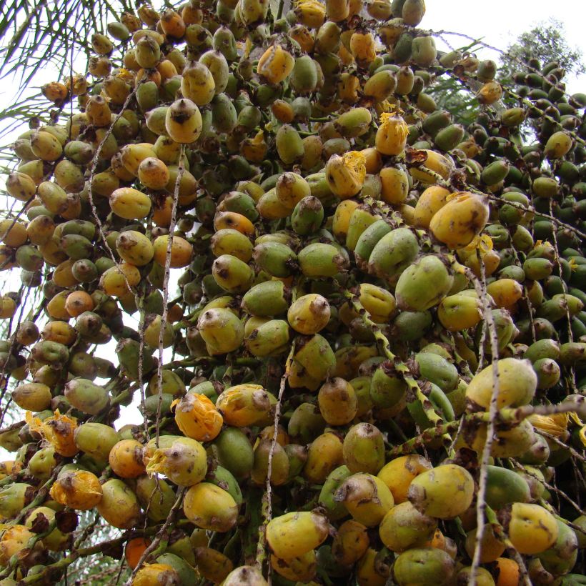 Syagrus romanzoffiana - Palma regina (Harvest)