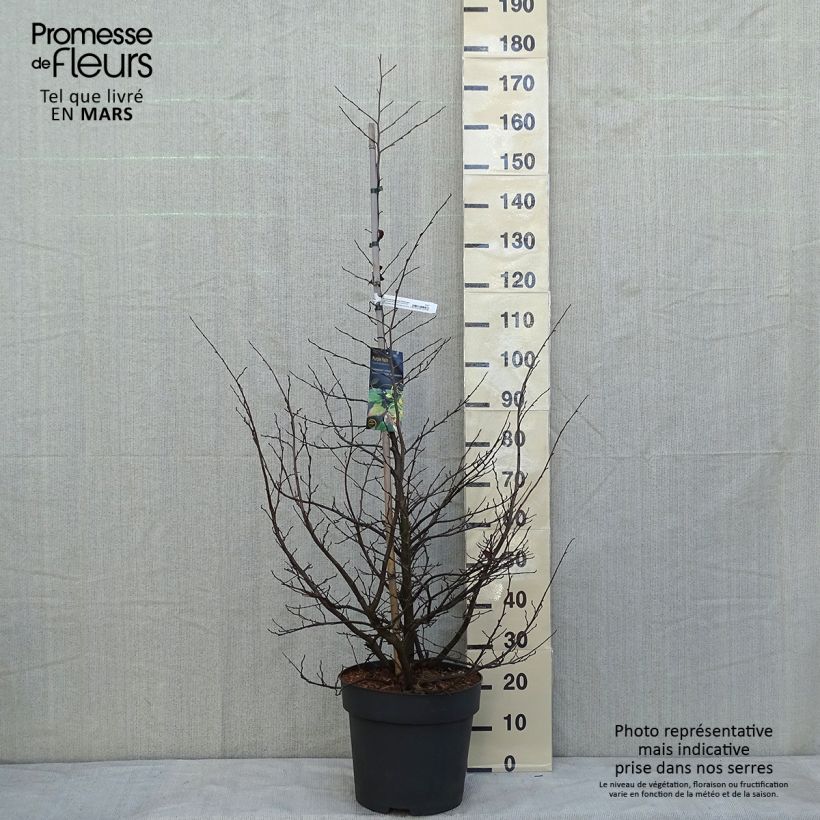 Sycoparrotia semidecidua Purple Haze Vaso da 12L/15L esemplare consegnato in inverno