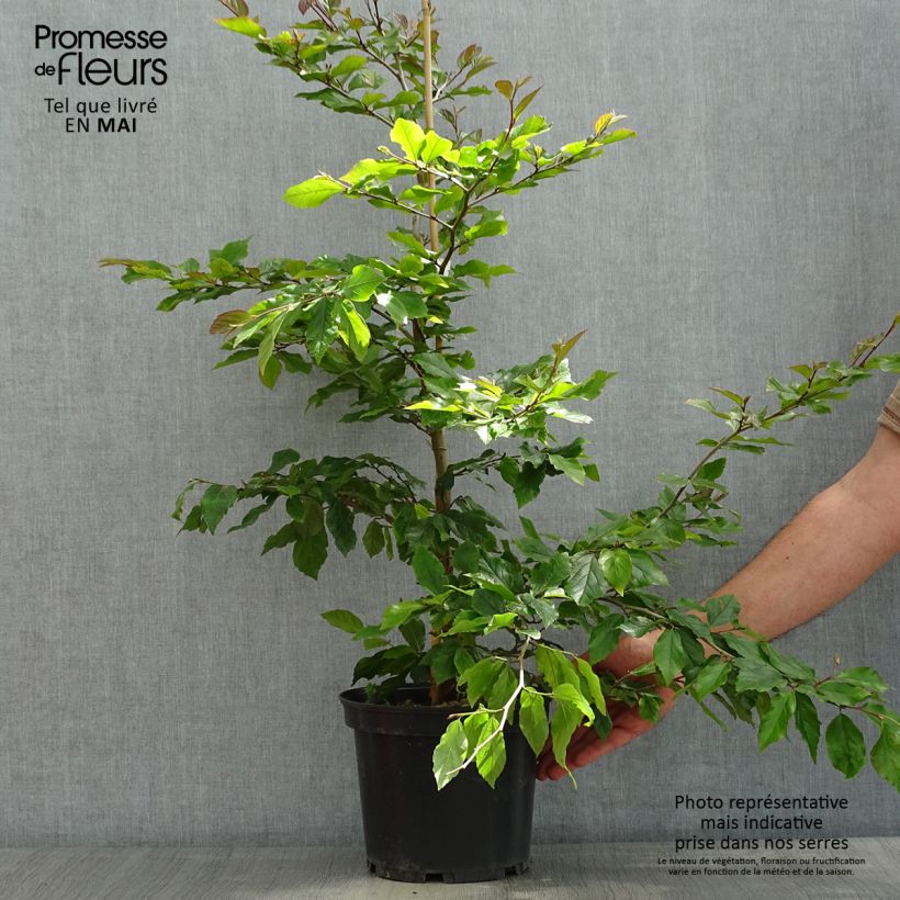 Sycoparrotia semidecidua Purple Haze Vaso da 3L/4L esemplare consegnato in primavera