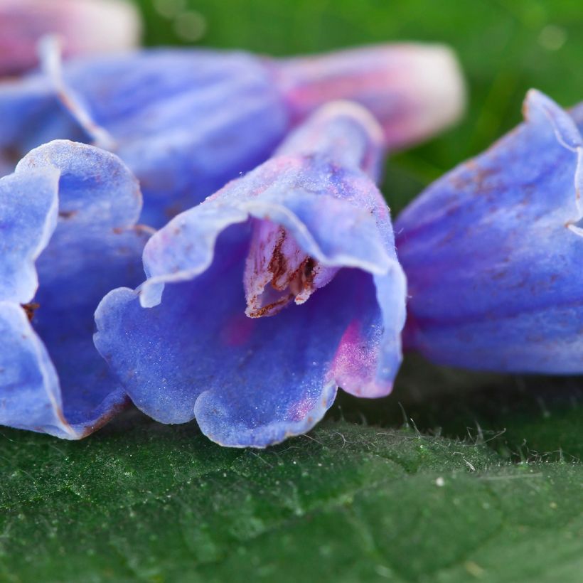 Symphytum Bocking 14 - Consolida (Fioritura)