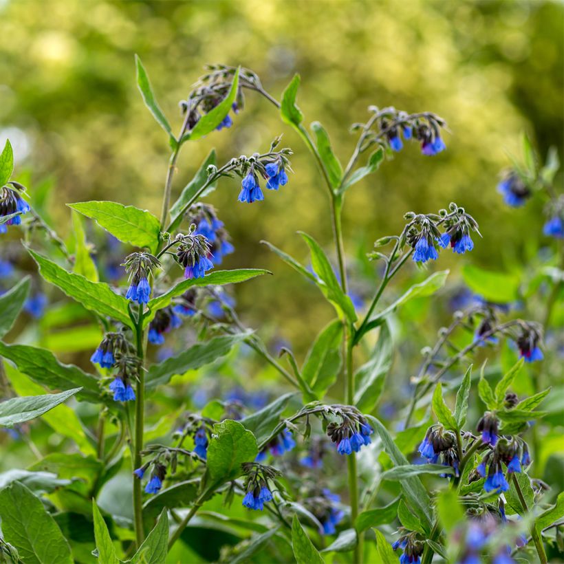 Symphytum Bocking 14 - Consolida (Porto)