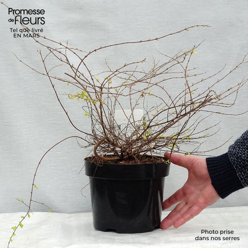 Example of Symphorycarpos chenaultii Brain de Soleil - Sinforicarpo Vaso da 3L/4L as you get in printemps