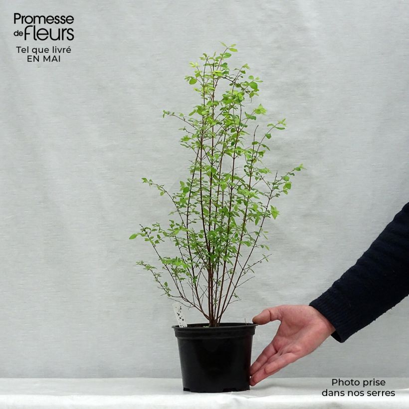 Example of Symphorycarpos chenaultii - Sinforicarpo Vaso da 2L/3L as you get in printemps