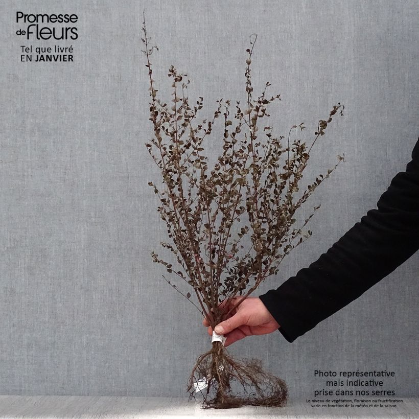 Example of Symphorycarpos chenaultii - Sinforicarpo Piante piccole a radice nuda, A cespuglio as you get in hiver