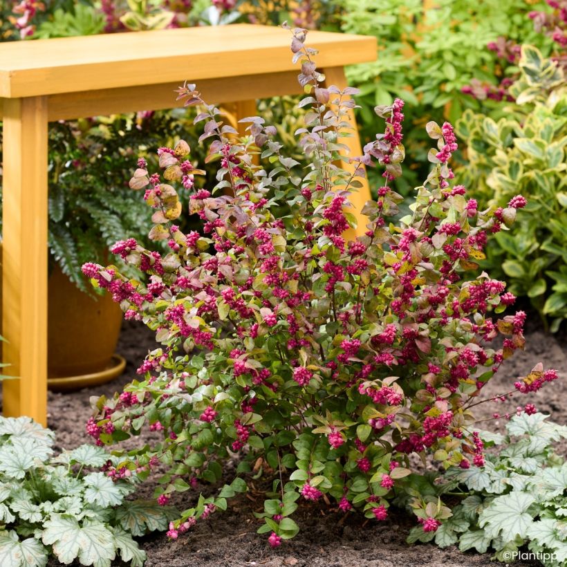 Symphoricarpos Little Berry - Sinforicarpo (Porto)