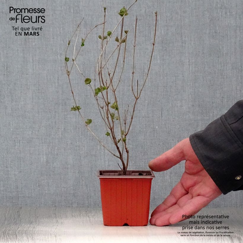 Symphorycarpos doorenboosii Mother Of Pearl - Sinforicarpo Vasetto da 8/9 cm esemplare consegnato in primavera