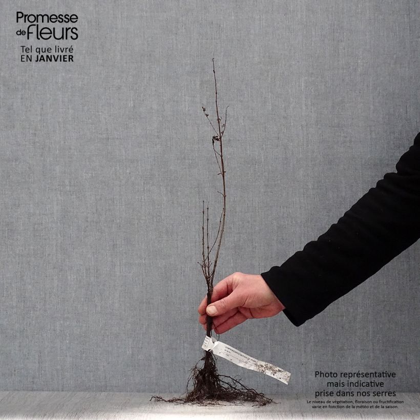 Symphorycarpos doorenboosii Mother Of Pearl - Sinforicarpo Piante piccole a radice nuda, A cespuglio esemplare consegnato in inverno