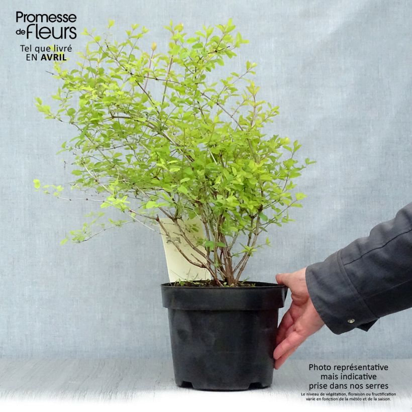 Example of Symphorycarpos doorenboosii Amethyst - Sinforicarpo Vaso da 2L/3L as you get in printemps