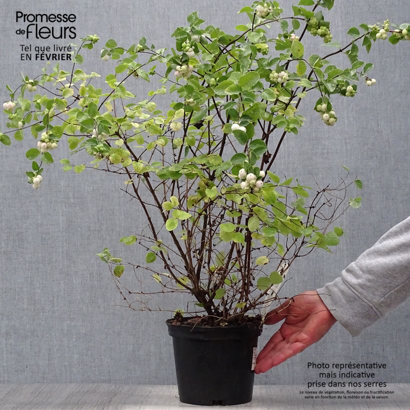 Esemplare di Symphorycarpos doorenboosii White Hedge - Sinforicarpo Vaso da 2L/3L come consegnato in autunno