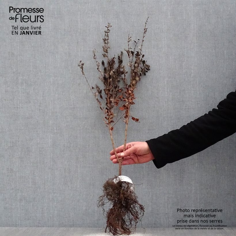 Symphoricarpos orbiculatus - Sinforicarpo Piante piccole a radice nuda, A cespuglio esemplare consegnato in inverno