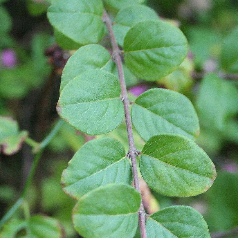Symphorycarpos doorenboosii Magic Berry - Sinforicarpo (Foliage)