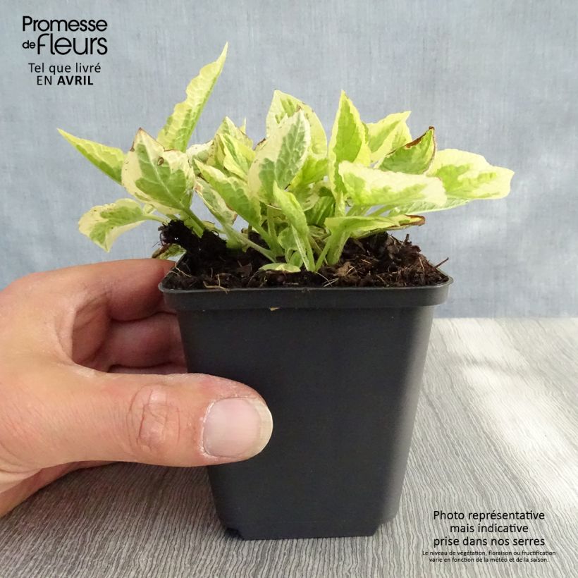 Example of Symphytum Goldsmith - Consolida variegata Vasetto da 8/9 cm as you get in printemps