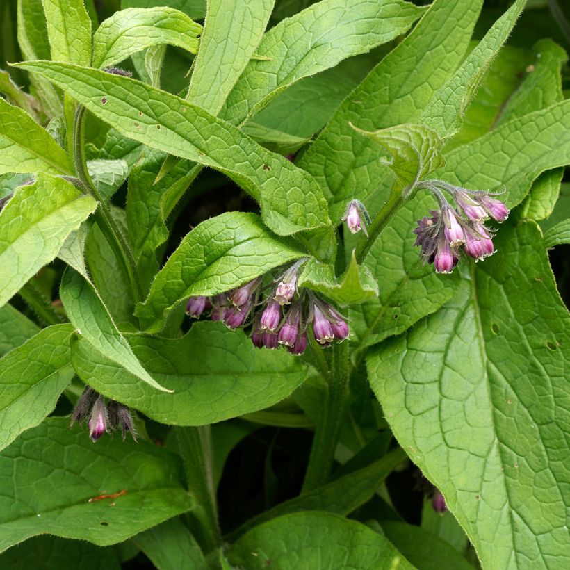 Symphytum officinale - Consolida maggiore (Fogliame)