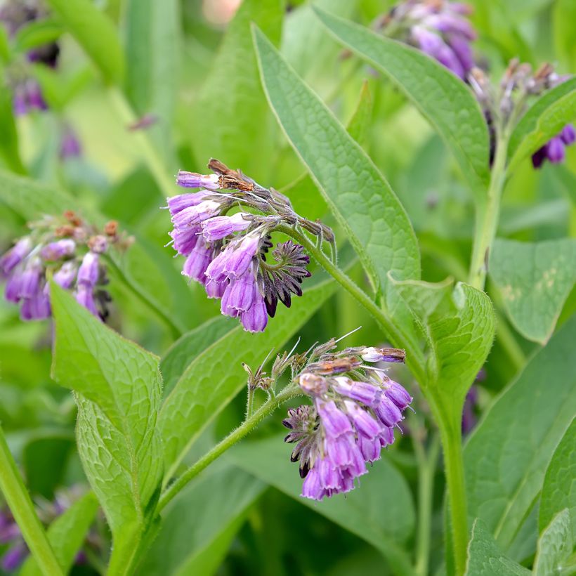 Symphytum officinale - Consolida maggiore (Fioritura)