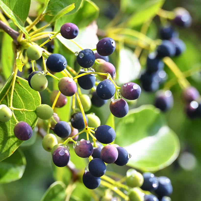 Symplocos paniculata (Raccolta)