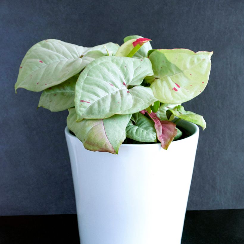 Syngonium Confetti (Plant habit)
