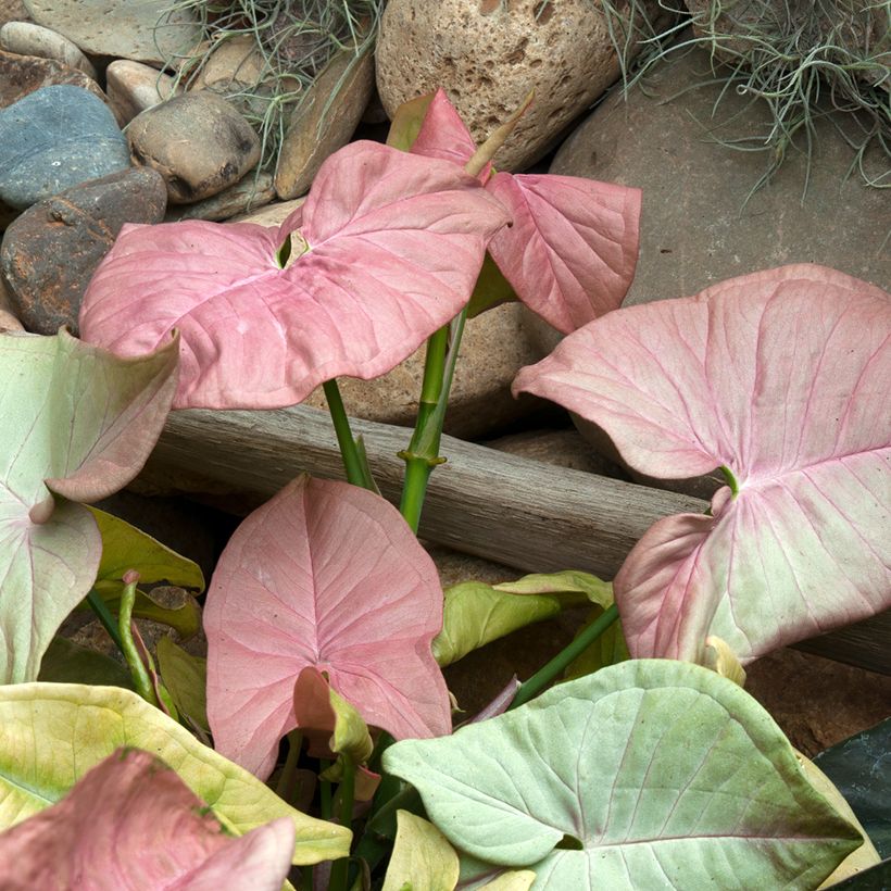 Syngonium Neon Robusta (Foliage)