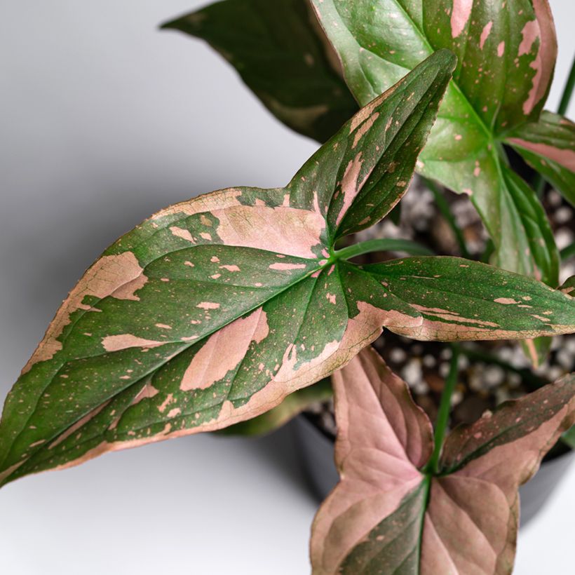 Syngonium Pink Splash (Fogliame)