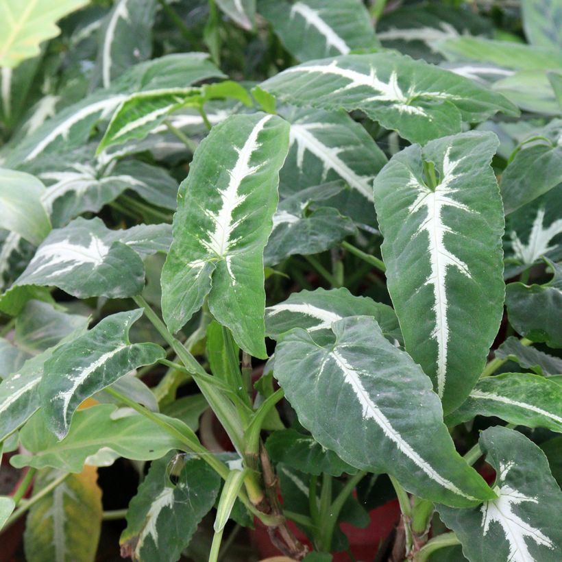 Syngonium wendlandii (Fogliame)