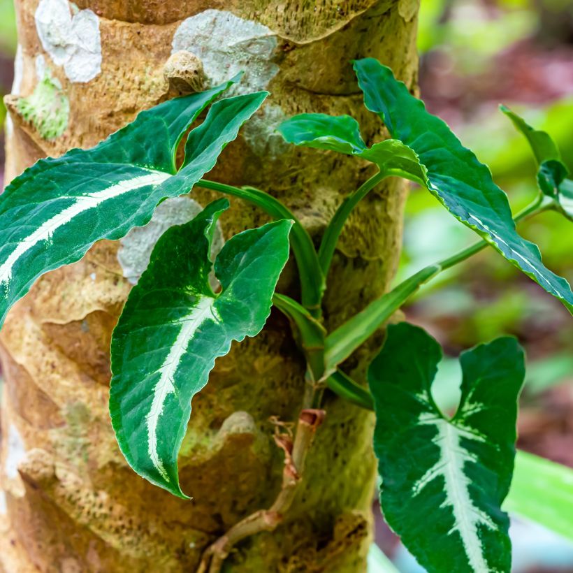 Syngonium wendlandii (Porto)