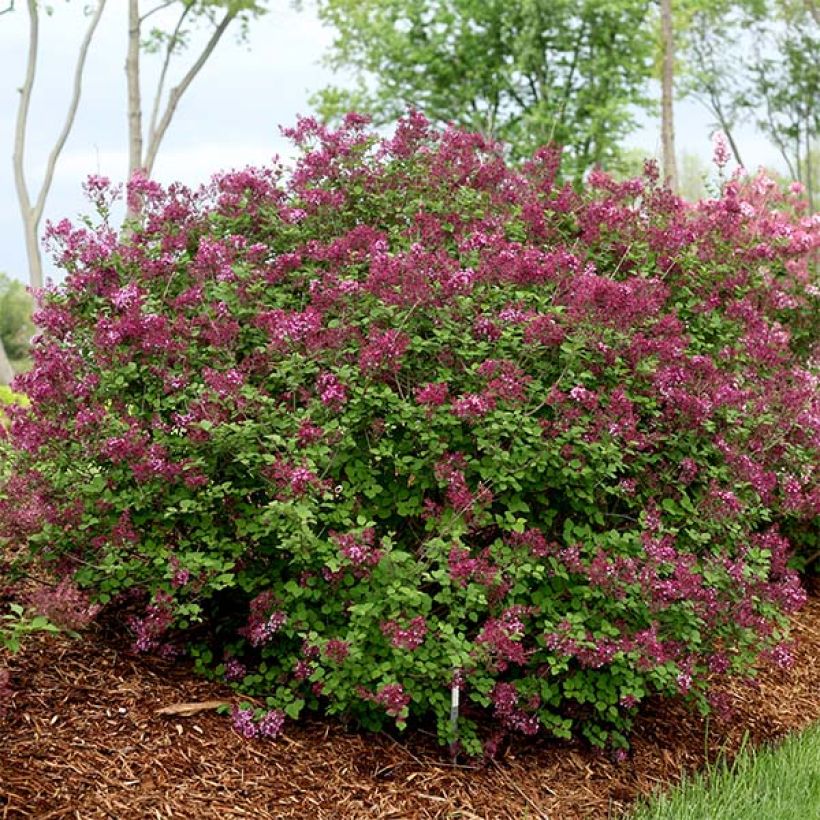 Syringa Bloomerang Dark Purple - Lillà (Plant habit)