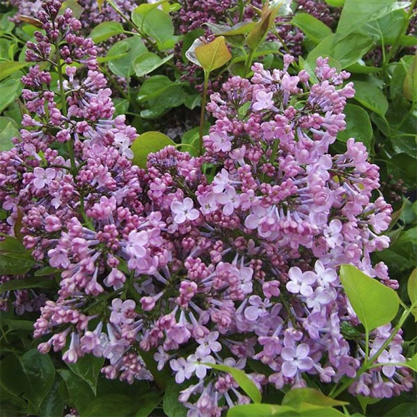 Syringa hyacinthiflora Maiden's Blush - Lillà (Flowering)