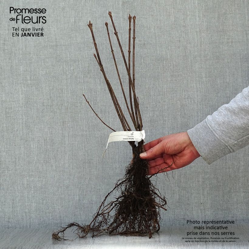 Syringa josikae - Lillà Piante piccole a radice nuda esemplare consegnato in inverno