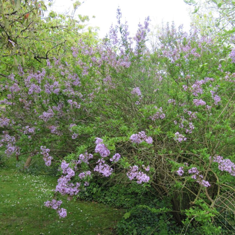 Syringa persica var. Laciniata - Lillà (Plant habit)
