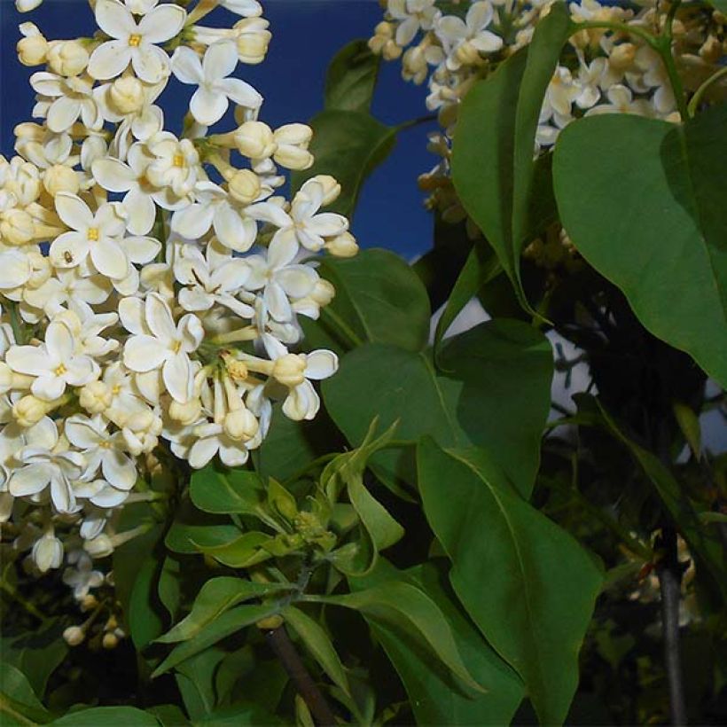 Lillà comune Primrose (Fogliame)