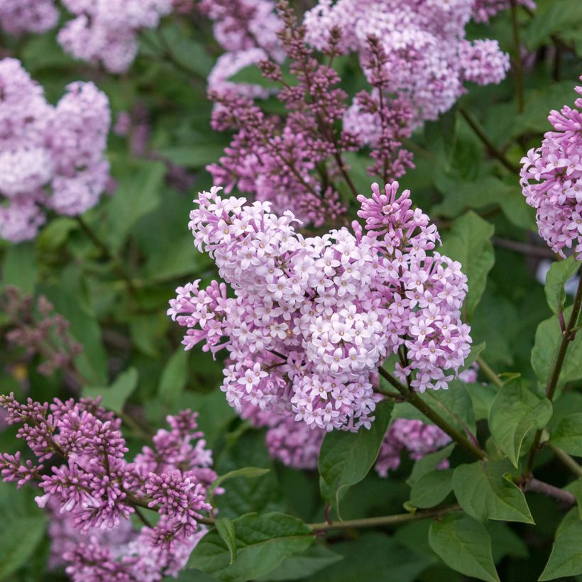 Syringa chinensis Saugeana - Lillà (Fioritura)
