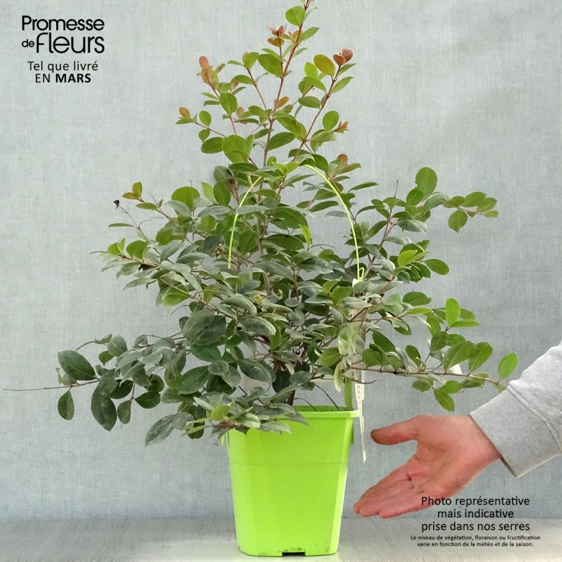 Syzygium australe Big Red Vaso da 4L/5L esemplare consegnato in primavera
