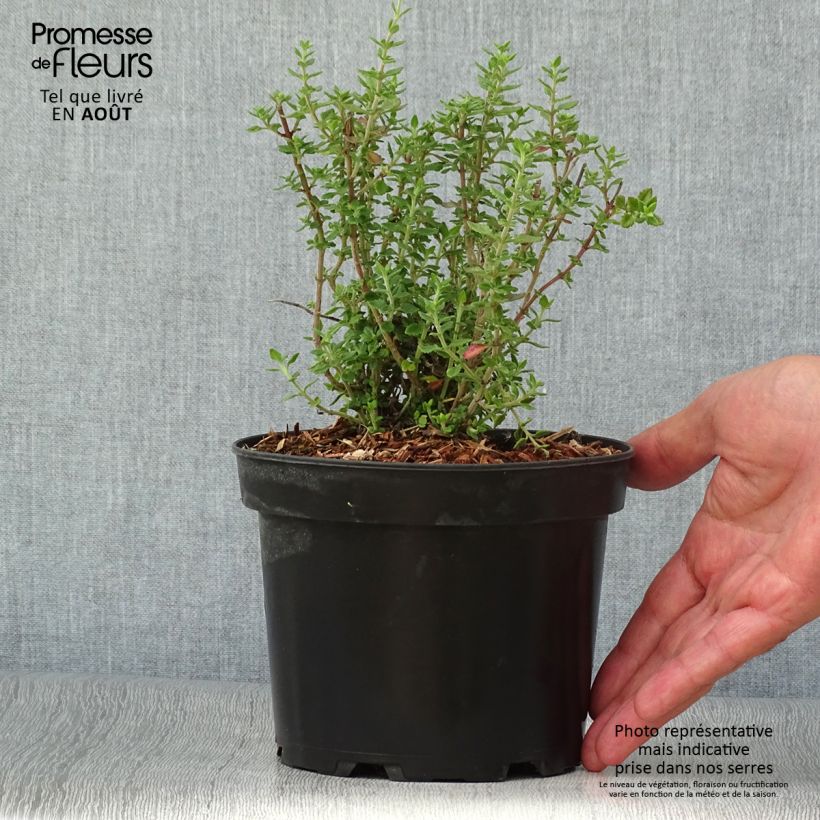 Esemplare di Teucrium lucidrys Vaso da 2L/3L consegnato in estate