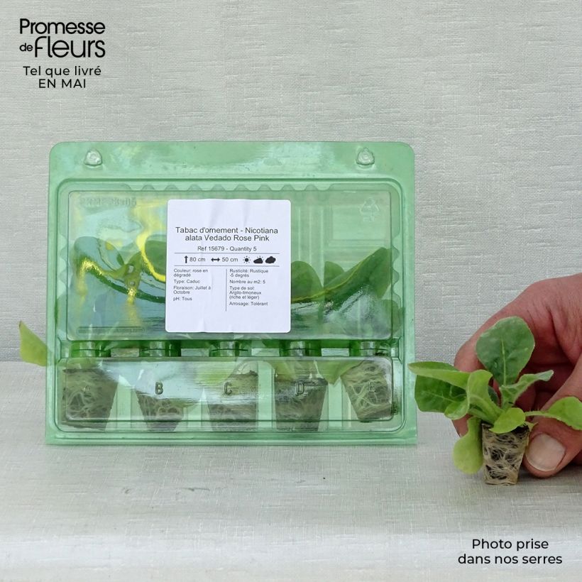 Tabacco alato Vedado Rose Pink mini zolla... esemplare consegnato in primavera