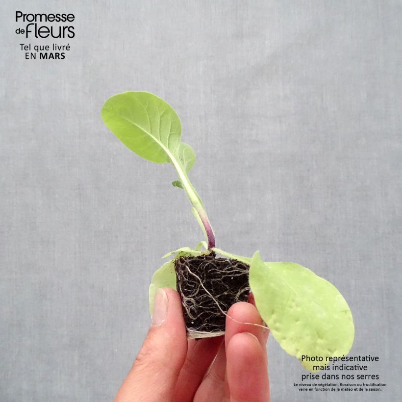 Tabacco da fiore Marshmallow mini zolla... esemplare consegnato in primavera