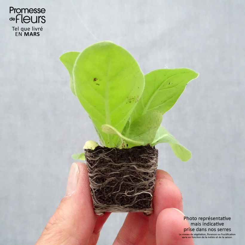 Nicotiana sylvestris Only the Lonely mini zolla... esemplare consegnato in primavera