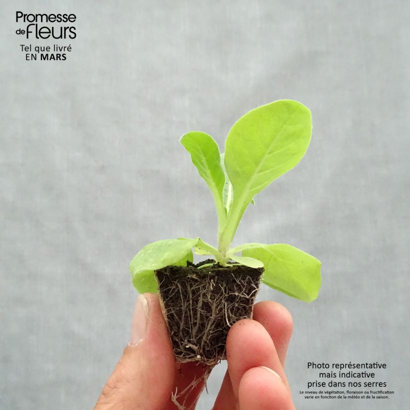 Tabacco da fiore Perfume F1 Mix Jardimotte: zolla da 3,8 cm x 3,2 cm in vassoio da 16 pezzi. esemplare consegnato in primavera