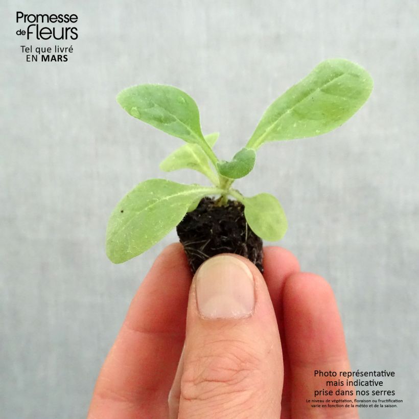 Tabacco da fiore Perfume Red mini zolla... esemplare consegnato in primavera