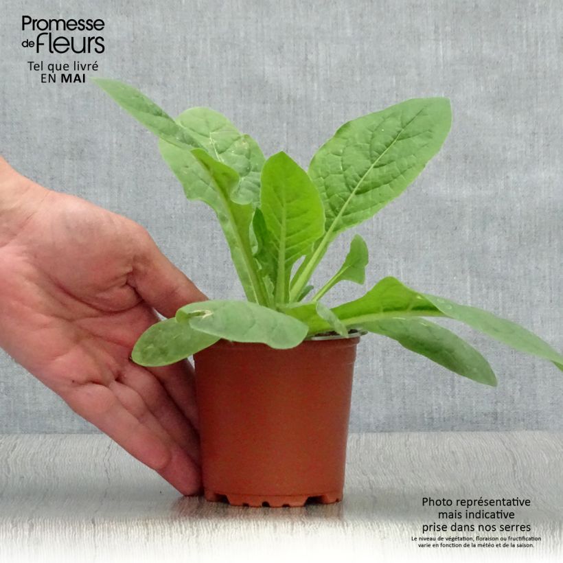 Tabacco da fiore Perfume Red Vasetto da 8/9 cm esemplare consegnato in primavera