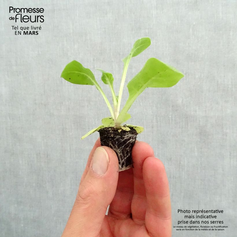 Example of Tabacco da fiore Perfume F1 White mini zolla... as you get in printemps