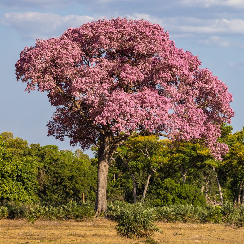 Tabebuia impetiginosa - Lapacho (Porto)