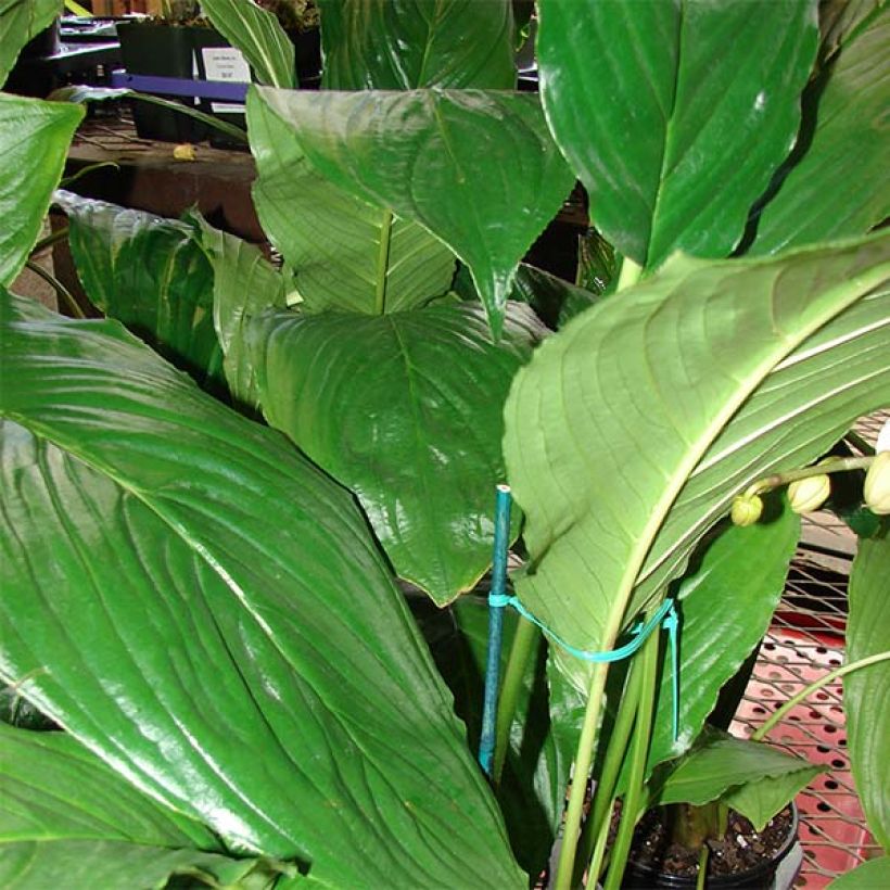 Tacca chantrieri - Fiore Pipistrello (Fogliame)