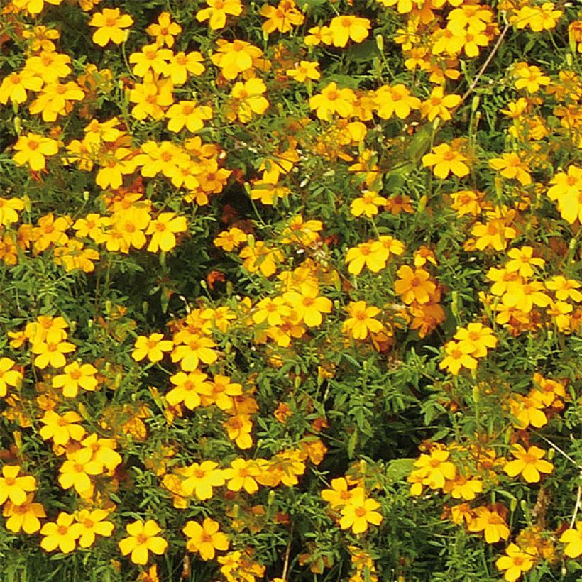 Tagetes Gold Medal - Tagete (Flowering)