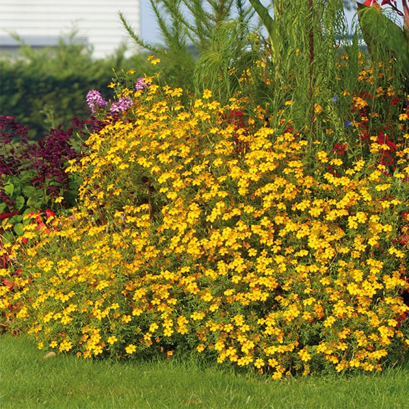 Tagetes Gold Medal - Tagete (Plant habit)
