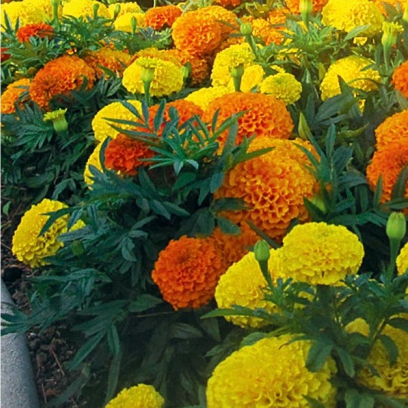 Tagetes erecta nana F1 Taishan Mix (Fioritura)