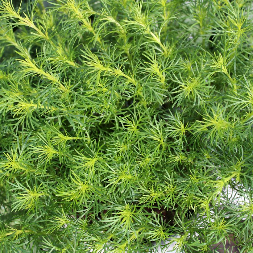 Tagetes filifolia (piantine) - Tagete (Foliage)