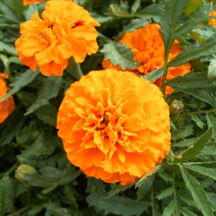 Tagetes patula Boy O Boy Orange - Tagete (Fioritura)