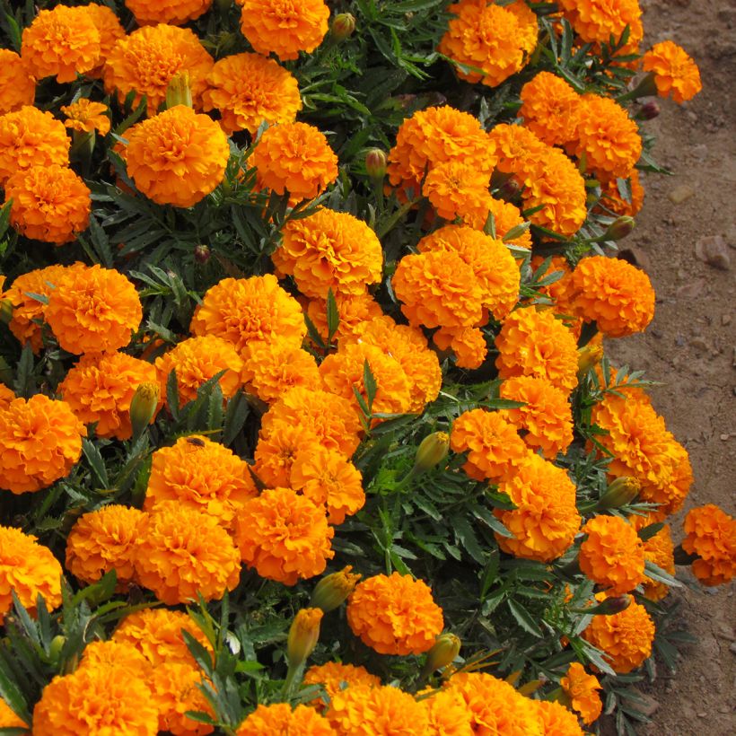 Tagetes patula Boy O Boy Orange - Tagete (Porto)