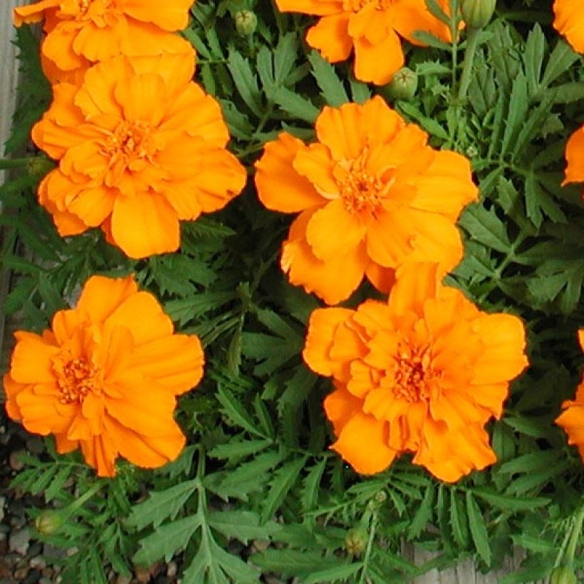 Tagetes patula Queen Orange (Fogliame)
